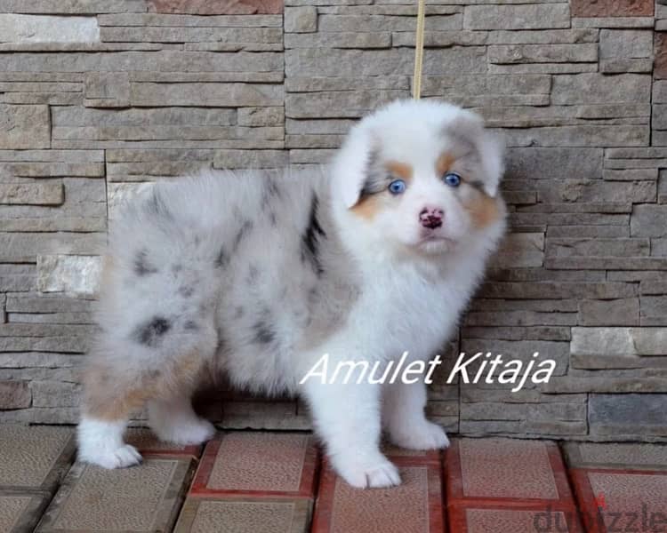 Imported Australian Shepherd Puppies Fci From Europe Males and Females 4