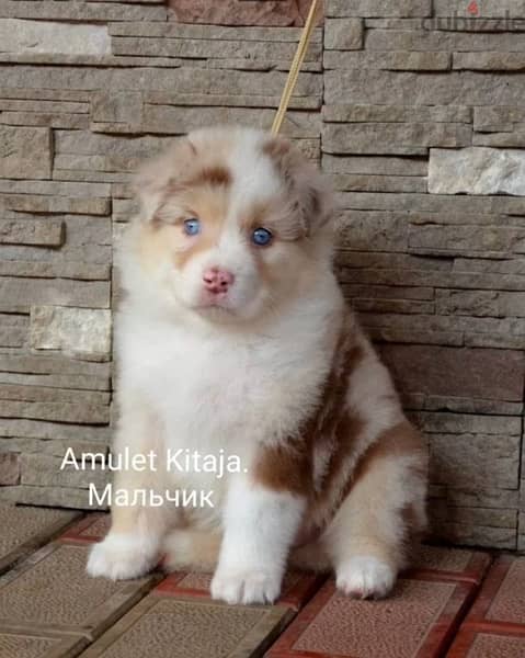 Imported Australian Shepherd Puppies Fci From Europe Males and Females 5
