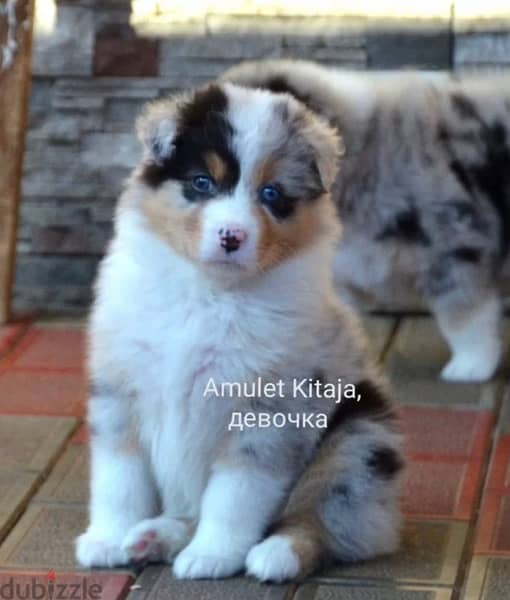 Imported Australian Shepherd Puppies Fci From Europe Males and Females 6