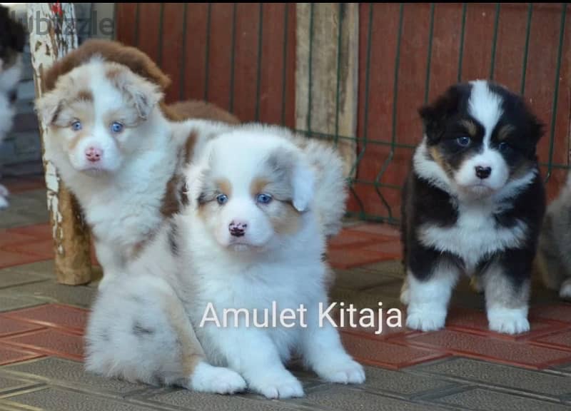 Imported Australian Shepherd Puppies Fci From Europe Males and Females 7