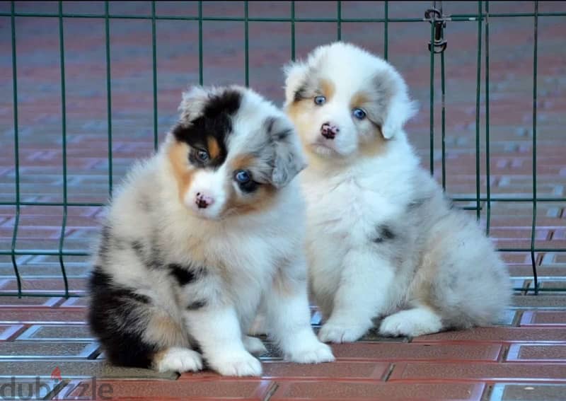 Imported Australian Shepherd Puppies Fci From Europe Males and Females 8