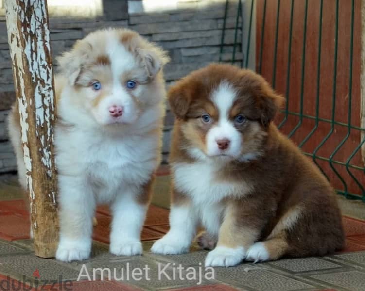 Imported Australian Shepherd Puppies Fci From Europe Males and Females 9