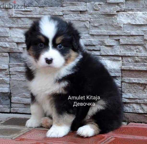Imported Australian Shepherd Puppies Fci From Europe Males and Females 10