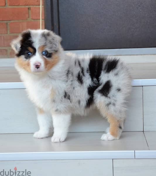 Imported Australian Shepherd Puppies Fci From Europe Males and Females 11