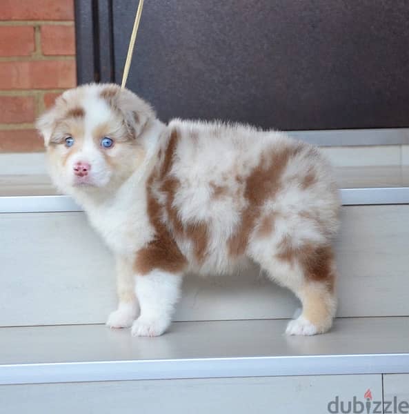 Imported Australian Shepherd Puppies Fci From Europe Males and Females 12