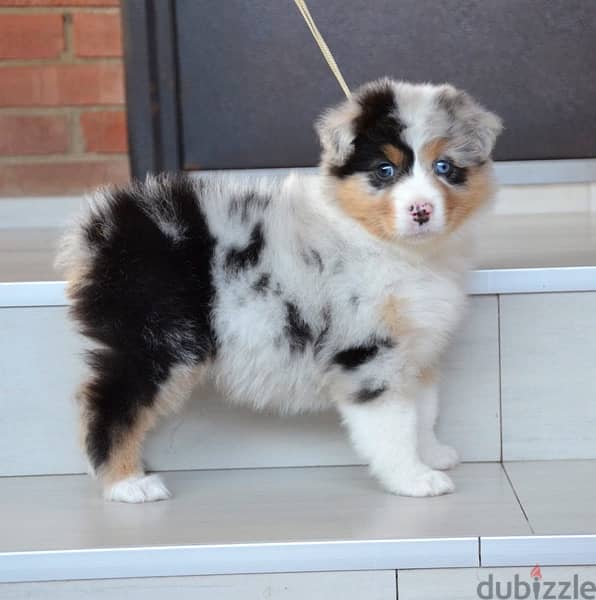 Imported Australian Shepherd Puppies Fci From Europe Males and Females 13