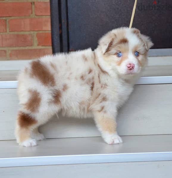 Imported Australian Shepherd Puppies Fci From Europe Males and Females 14