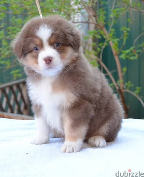 Imported Australian Shepherd Puppies Fci From Europe Males and Females 15