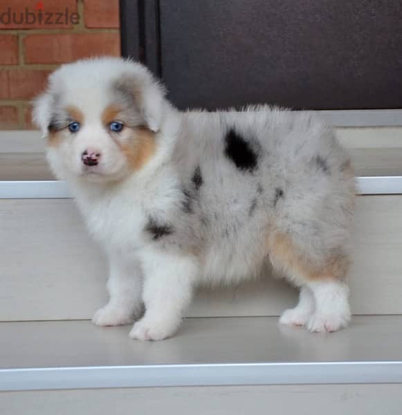 Imported Australian Shepherd Puppies Fci From Europe Males and Females 16