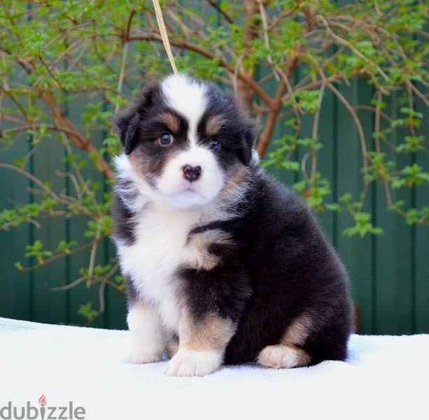 Imported Australian Shepherd Puppies Fci From Europe Males and Females 17