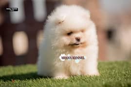 mini pomeranian puppy /جراوي بوميرانيان حجم ميني 0