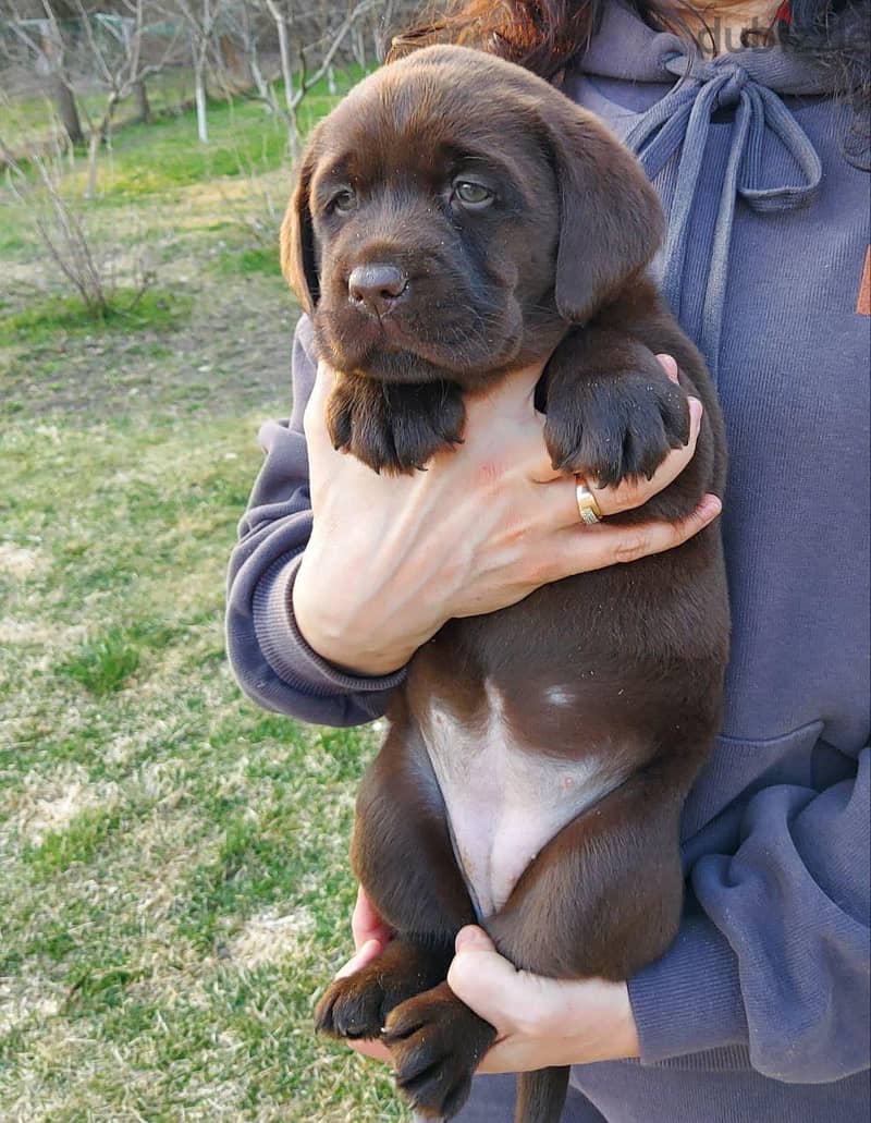 Labrador Chocolate Puppies IMPORTED !! 3