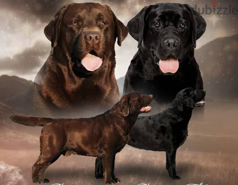 Labrador Chocolate Puppies IMPORTED !! 5