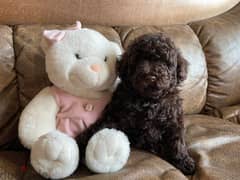 Toy Poodle - Chocolate Imported with all docs 0