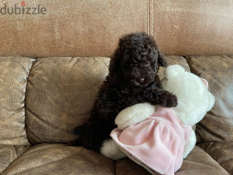 Toy Poodle - Chocolate Imported with all docs 1
