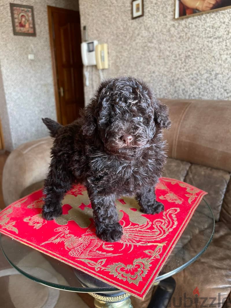 Toy Poodle - Chocolate Imported with all docs 2
