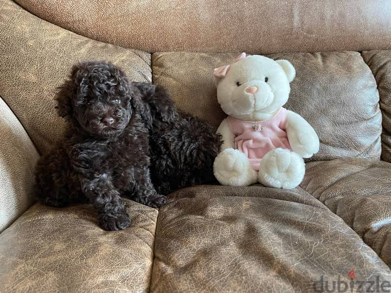 Toy Poodle - Chocolate Imported with all docs 4