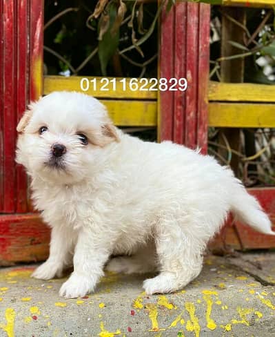 مالتيز Maltese puppies