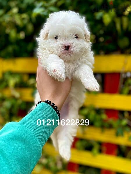 مالتيز Maltese puppies 1