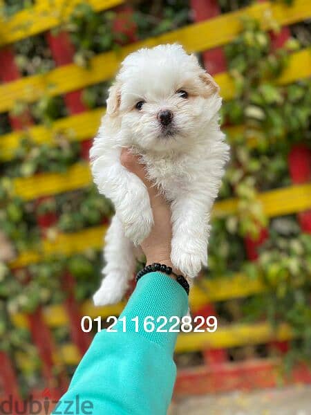 مالتيز Maltese puppies 2