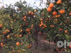 ارض زراعية مزارع برتقال مثمرة مساحة 9 فدان بصراوة اشمون المنوفية
