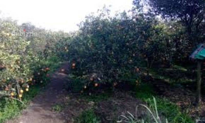 ارض زراعية مزارع برتقال مثمرة مساحة 9 فدان بصراوة اشمون المنوفية 1