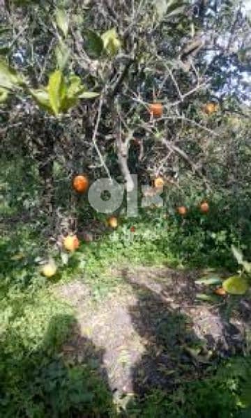 ارض زراعية مزارع برتقال مثمرة مساحة 9 فدان بصراوة اشمون المنوفية 2