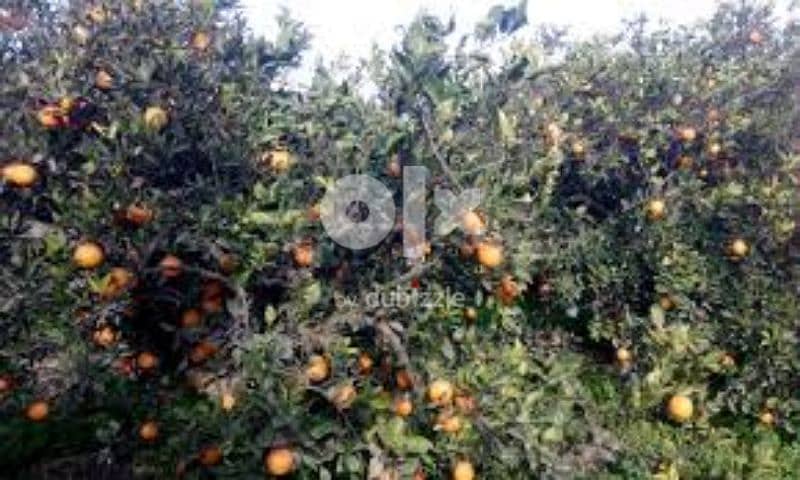 ارض زراعية مزارع برتقال مثمرة مساحة 9 فدان بصراوة اشمون المنوفية 3