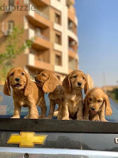 cocker spaniel كوكر اسباني