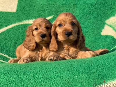 cocker spaniel كوكر اسباني