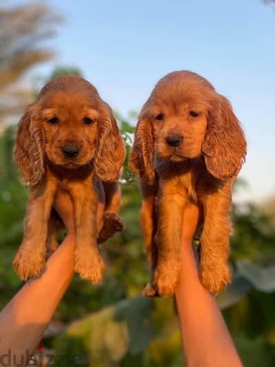 cocker spaniel puppies male and female كوكر اسباني