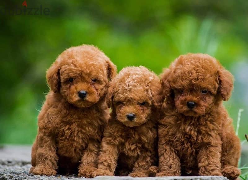 premium Quality Poodle Puppies Toy Size Imported parents 1
