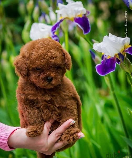 premium Quality Poodle Puppies Toy Size Imported parents 4