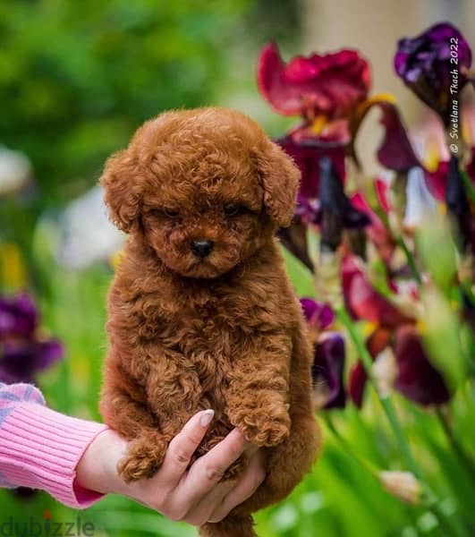 premium Quality Poodle Puppies Toy Size Imported parents 6