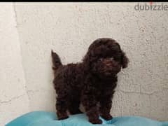 Chocolate toy best sale poodle for sale