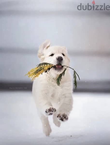 White Retriever - Golden Retriever Imported From Europe 2