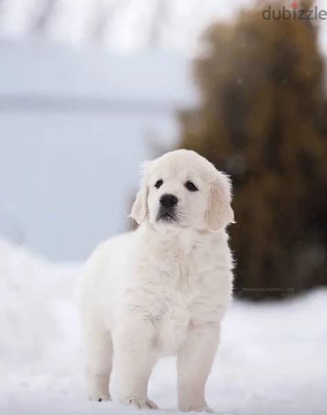 White Retriever - Golden Retriever Imported From Europe 1