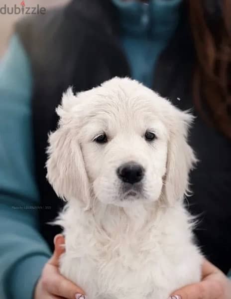 White Retriever - Golden Retriever Imported From Europe 3