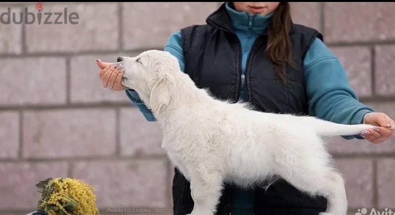 White Retriever - Golden Retriever Imported From Europe 4