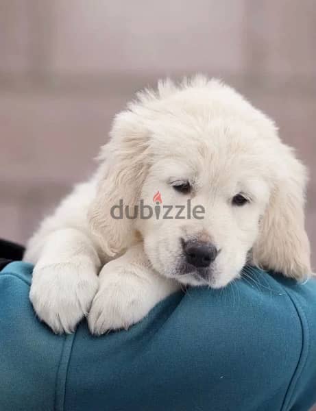 White Retriever - Golden Retriever Imported From Europe 0