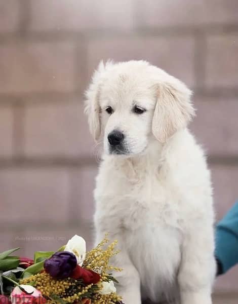 White Retriever - Golden Retriever Imported From Europe 5