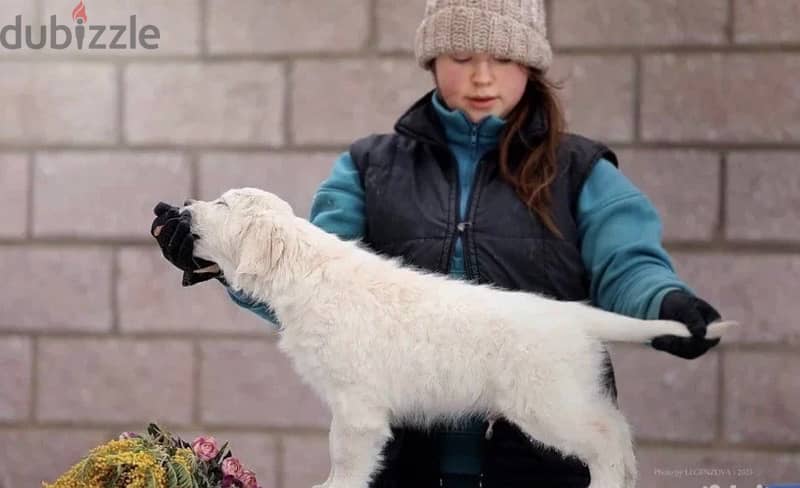 White Retriever - Golden Retriever Imported From Europe 6