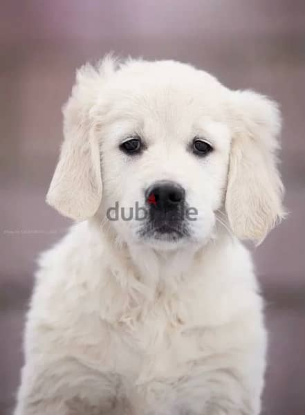 White Retriever - Golden Retriever Imported From Europe 7