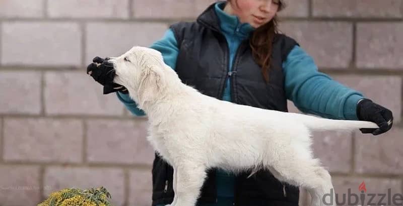 White Retriever - Golden Retriever Imported From Europe 8