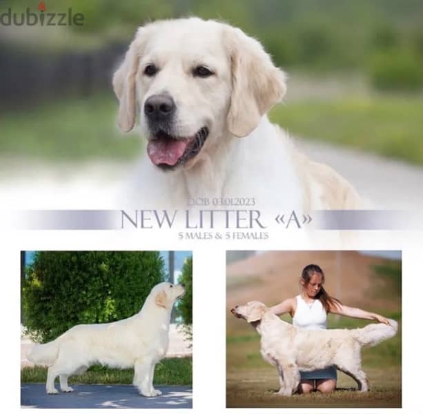 White Retriever - Golden Retriever Imported From Europe 9