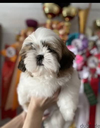 Imported Shih tzu - Shihtzu From Europe