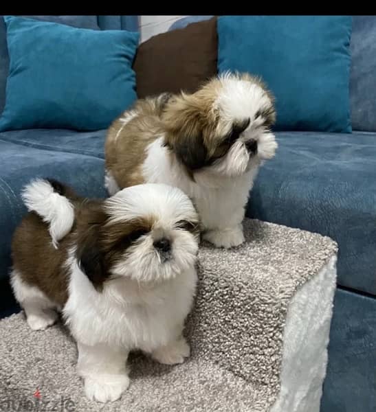 Imported Shih tzu - Shihtzu From Europe 1