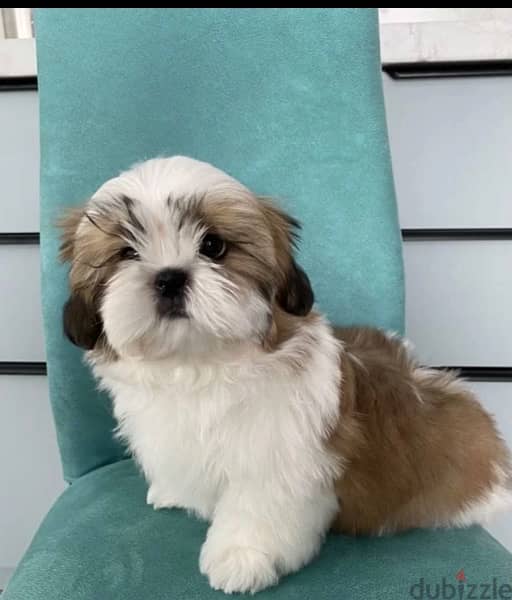 Imported Shih tzu - Shihtzu From Europe 2