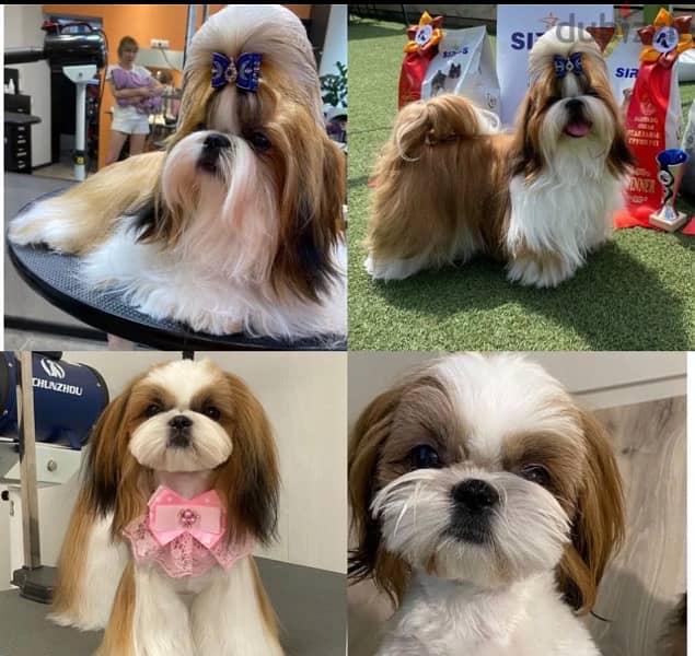 Imported Shih tzu - Shihtzu From Europe 3