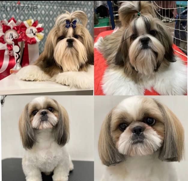 Imported Shih tzu - Shihtzu From Europe 4